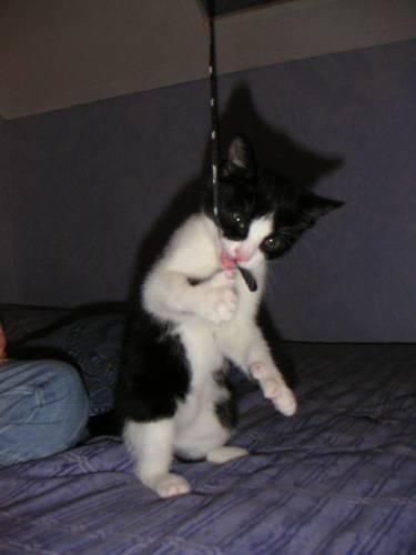 minouche mon chat